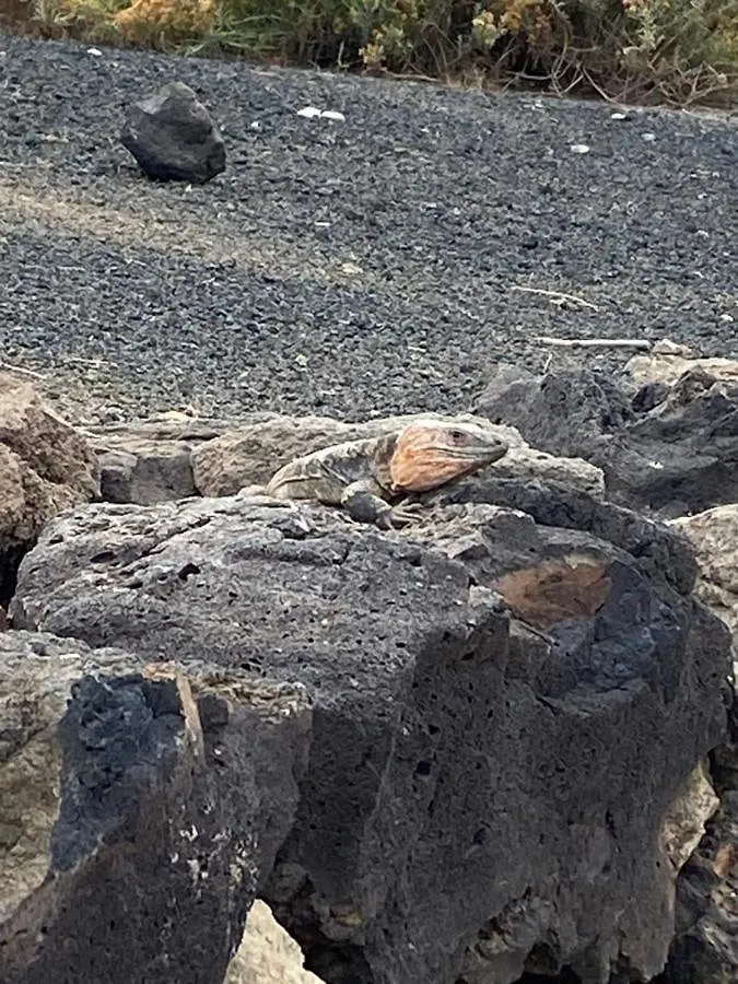 דירות לאס פאלמס דה גראן קנאריה El Atico Del Mar 5B